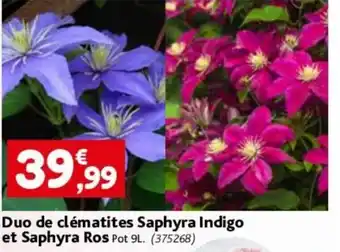 Duo de clématites Saphyra Indigo et Saphyra Ros Pot 9L. (375268)