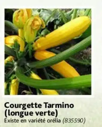 Courgette Tarmino (longue verte)
