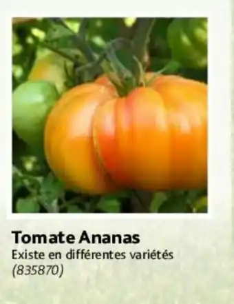Point Vert Tomate Ananas Existe en différentes variétés (835870) offre