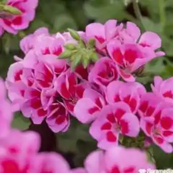 Truffaut Géranium marcada® jardinière l40cm + scpe offre