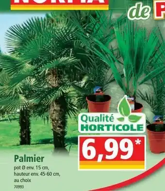 Palmiers