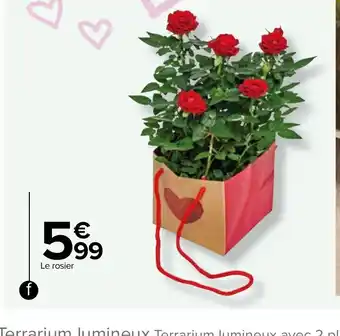 Carrefour f./Rosier Ø 12 cm offre