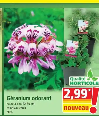Norma Géranium odorant offre