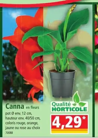 Norma Canna en fleurs offre