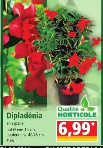 Norma Dipladénia offre