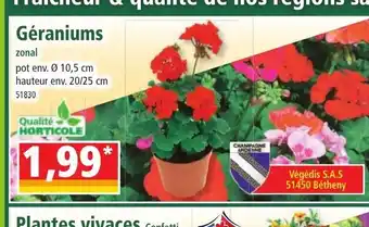 Norma Géraniums offre