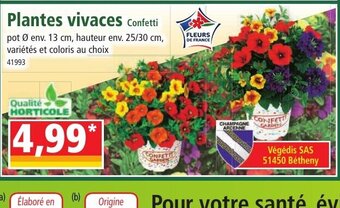 Norma Plantes vivaces Confetti offre