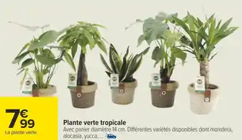 Carrefour Plante verte tropicale offre