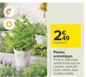 Carrefour Plantes aromatiques offre