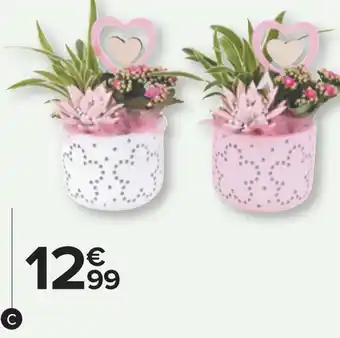 Carrefour Composition 3 plantes offre