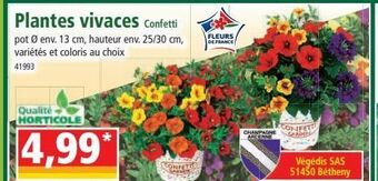 Norma Plantes vivaces offre