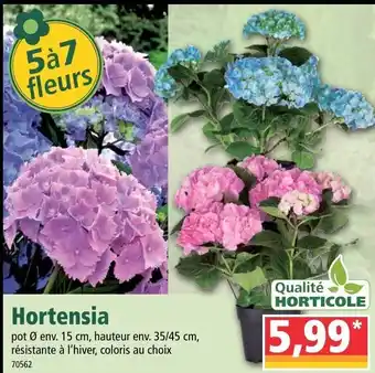 Norma Hortensia offre