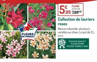 Collection de lauriers roses