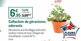 Botanic Collection de geraniums odorants offre