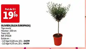 OLIVIER (OLEA EUROPAEA) Tige courte