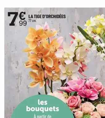 Centrakor LA TIGE D'ORCHIDÉES offre