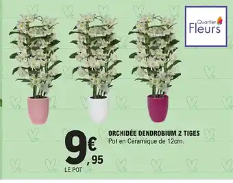 E.Leclerc ORCHIDÉE DENDROBIUM 2 TIGES offre