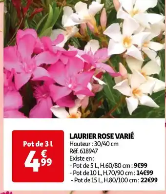 Auchan Laurier rose varié offre