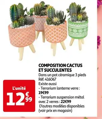 Composition cactus et succulentes