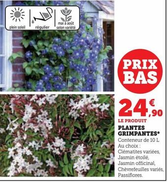 Hyper U Plantes grimpantes offre