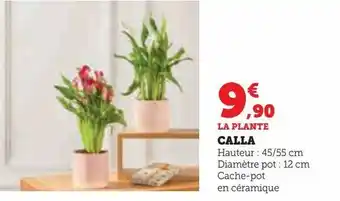 Calla