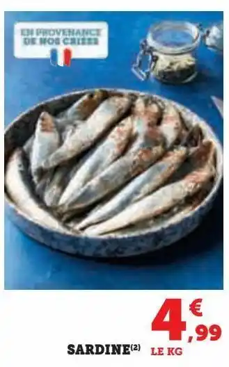Sardine