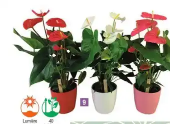 E.Leclerc Jardi 9 ANTHURIUM offre