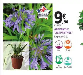 E.Leclerc Jardi AGAPANTHE "AGAPANTHUS" offre