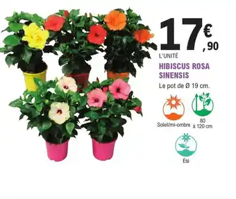 HIBISCUS ROSA SINENSIS