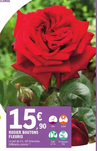 ROSIER BOUTONS FLEURIS