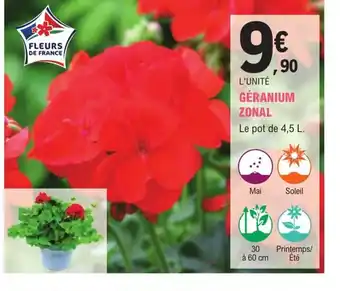 GÉRANIUM ZONAL