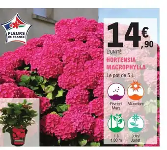 E.Leclerc Jardi HORTENSIA MACROPHYLLA offre