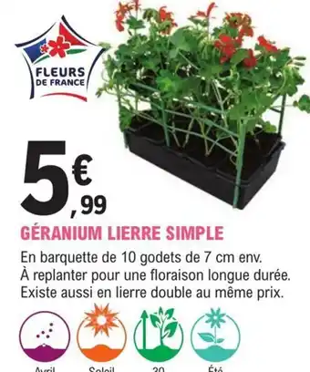E.Leclerc Jardi GÉRANIUM LIERRE SIMPLE offre