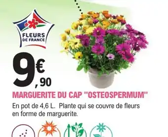 E.Leclerc Jardi MARGUERITE DU CAP "OSTEOSPERMUM" En pot de 4,6 L. Plante qui se couvre de fleurs en forme de marguerite. offre