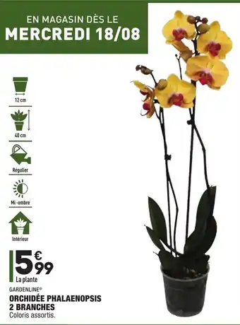 ALDI Orchidée Phalaenopsis 2 Branches offre