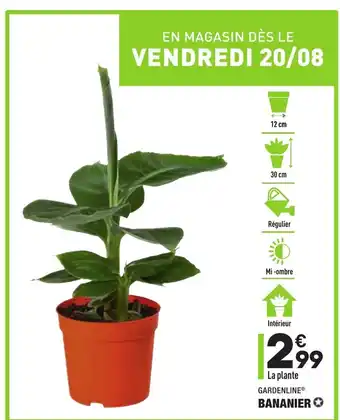 ALDI Bananier offre