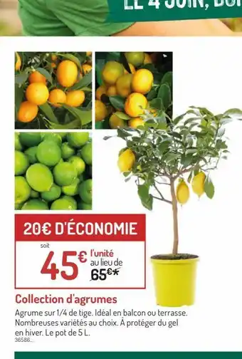 Collection d`agrumes