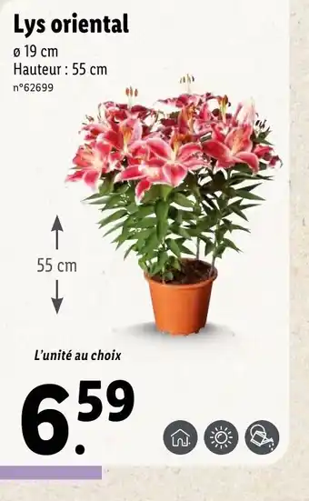 Lidl Lys oriental offre