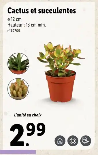 Lidl Cactus et succulentes offre