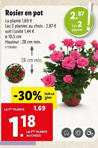 Lidl Rosier en pot offre