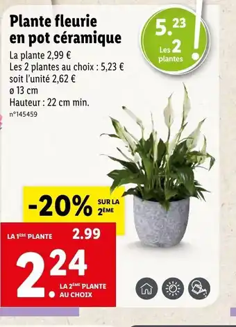 Lidl Plante fleurie en pot céramique offre