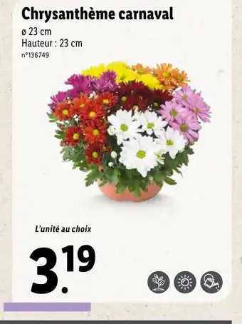 Lidl Chrysanthème carnaval offre