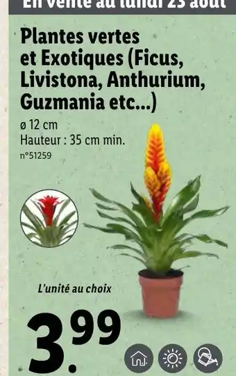 Lidl Plantes et exotiques offre