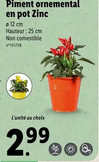Lidl Piment ornemental en pot zinc offre