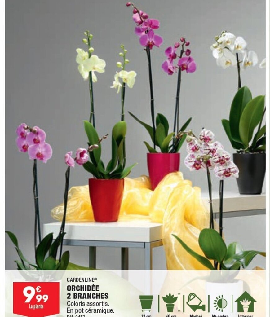 Promo ORCHIDÉE 2 BRANCHES Coloris assortis. En pot céramique. Réf. 0453