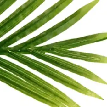 E.Leclerc Brico Plante artificielle palmier en pot h 170 cm offre