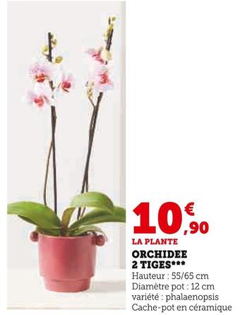U Express Orchidee 2 tiges offre