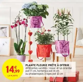 Intermarché PLANTE FLEURIE PRÊTE À OFFRIR offre