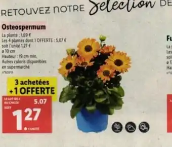 Lidl Osteospermum offre