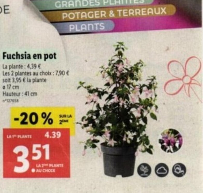 Lidl Fuchsia en pot offre